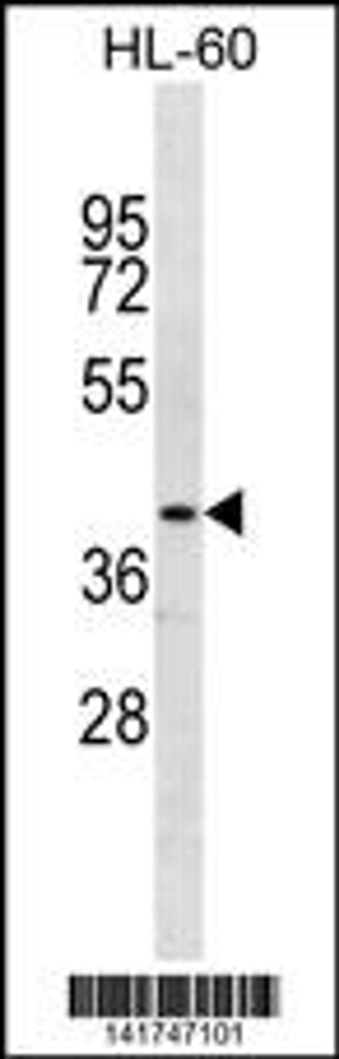 Western blot analysis in HL-60 cell line lysates (35ug/lane).