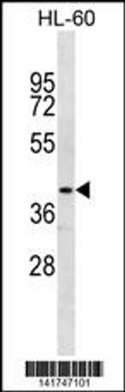 Western blot analysis in HL-60 cell line lysates (35ug/lane).