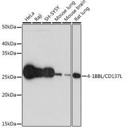 Western blot - 4-1BBL/CD137L Rabbit mAb (A3386)