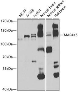 Western blot - MAP4K5 antibody (A7962)