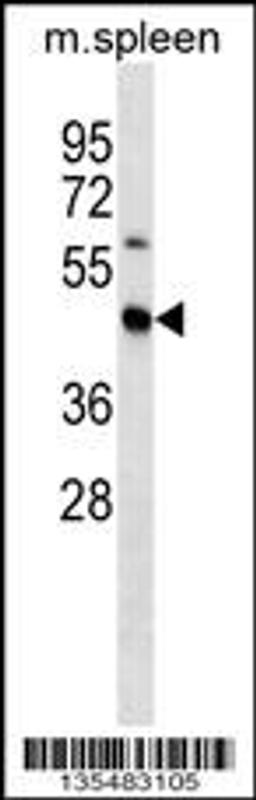 Western blot analysis in mouse spleen tissue lysates (35ug/lane).