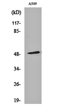 Western blot analysis of A549 cell lysates using Arrestin- beta -1 antibody