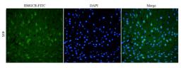 IF analysis of mouse brain tissue using HMGCR (phospho-Ser872) (FITC) (dilution of primary antibody at 1:100)