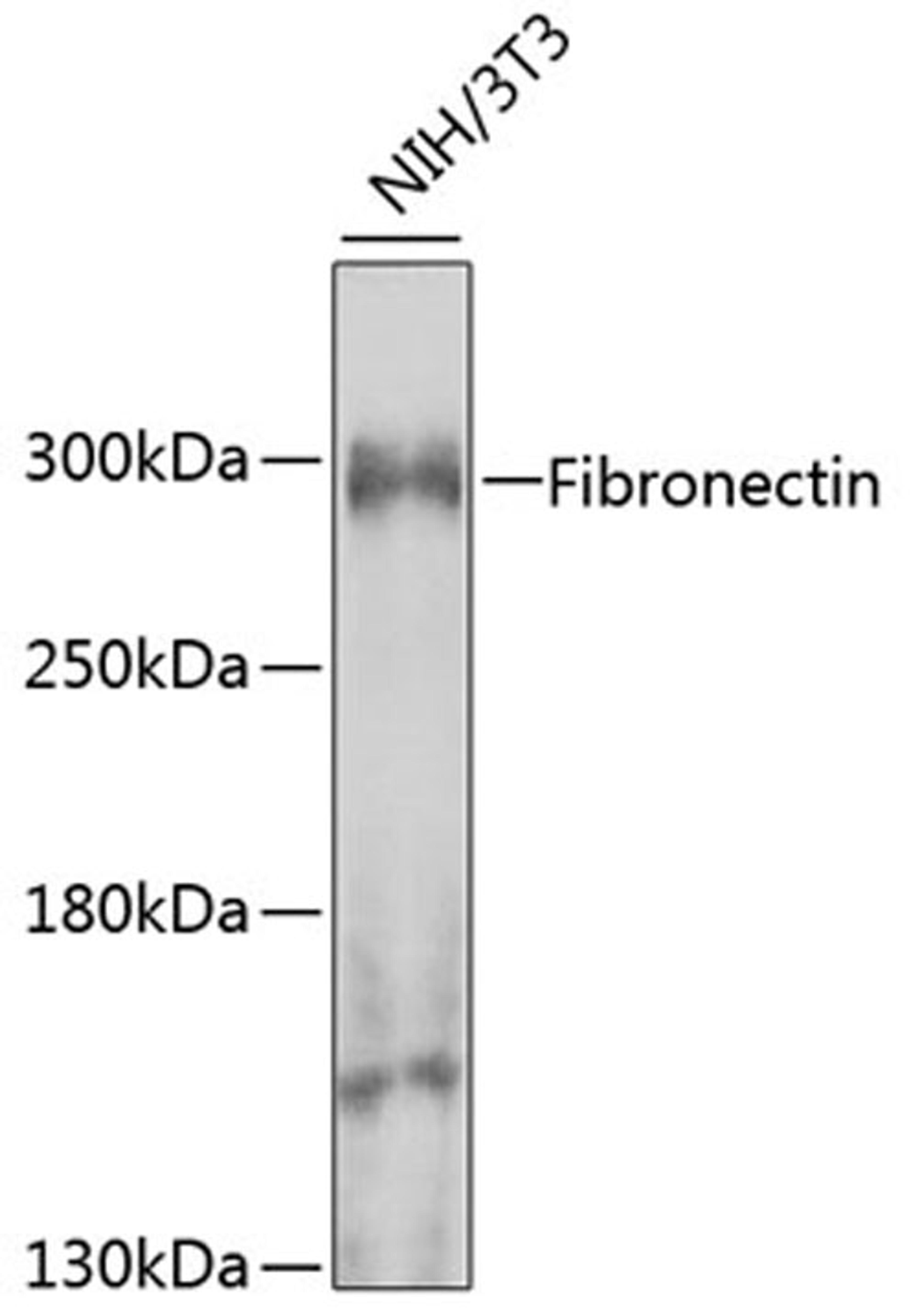 Western blot - Fibronectin antibody (A7488)