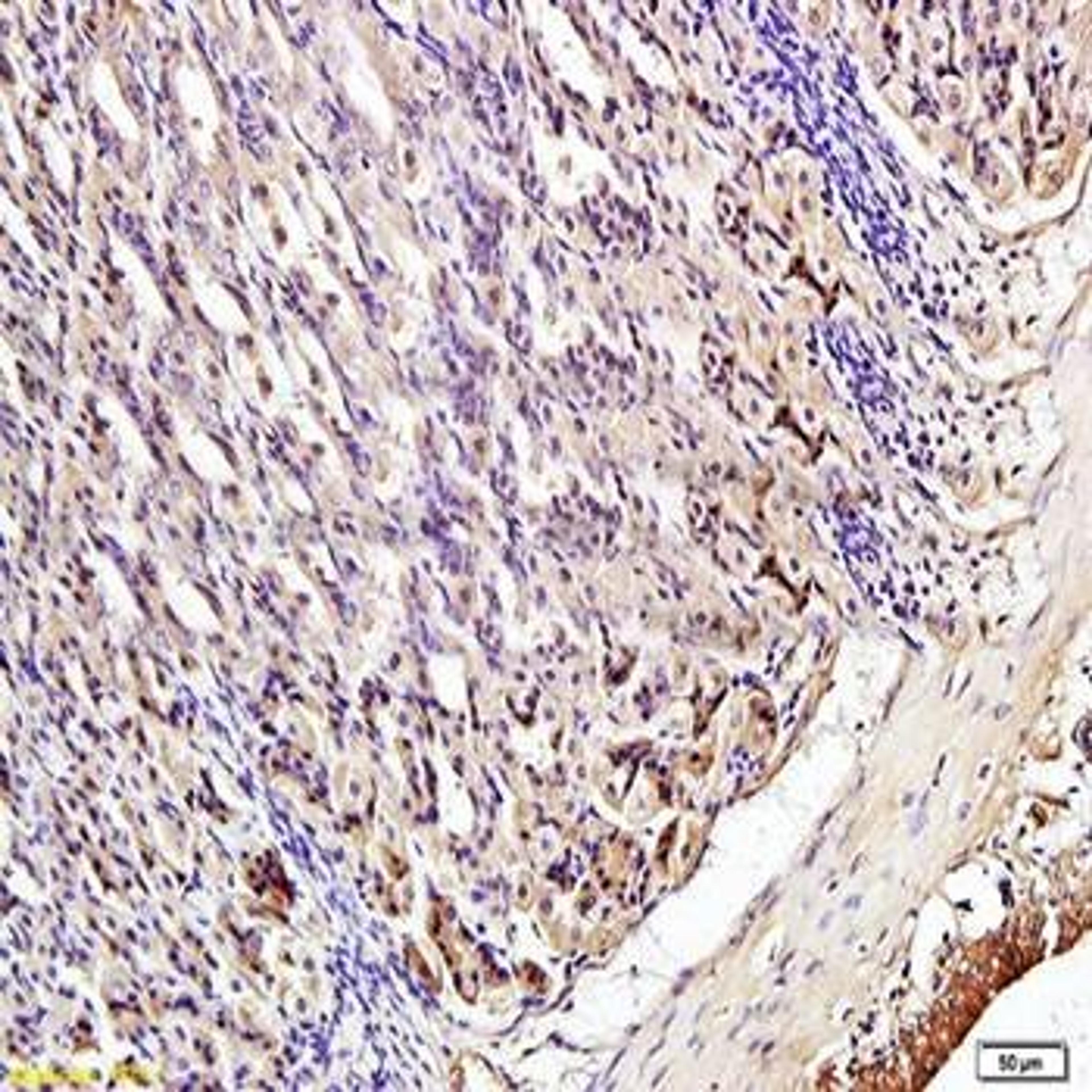 Immunohistochemical analysis of formalin-fixed paraffin embedded mouse stomach tissue using IRF3 (phospho-Ser396) antibody