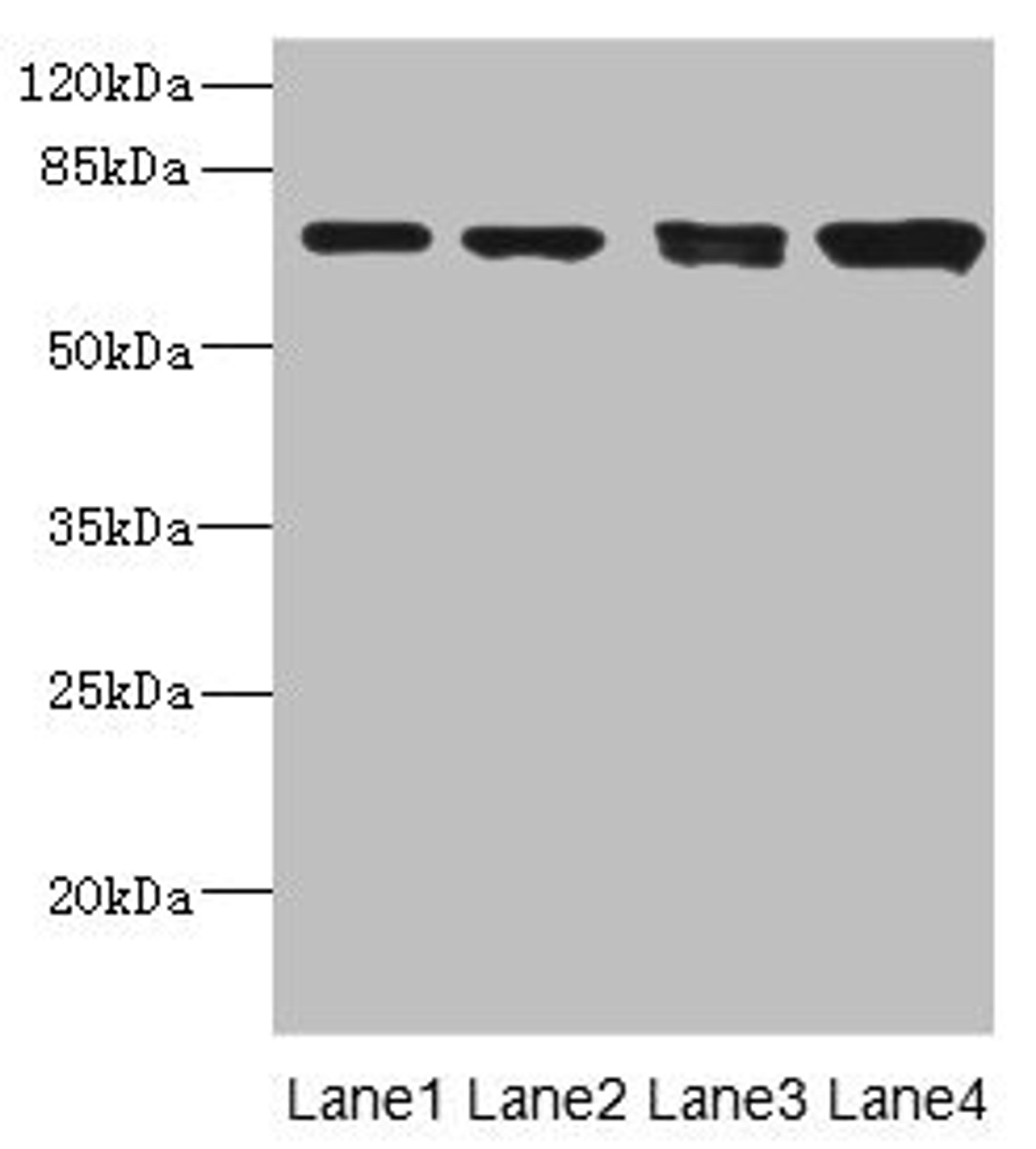Western blot. All lanes: LINGO antibody at 3.12ug/ml. Lane 1: Mouse lung tissue. Lane 2: Jurkat whole cell lysate. Lane 3: A549 whole cell lysate. Lane 4: HL60 whole cell lysate. Secondary. Goat polyclonal to rabbit IgG at 1/10000 dilution. Predicted band size: 70 kDa. Observed band size: 70 kDa. 