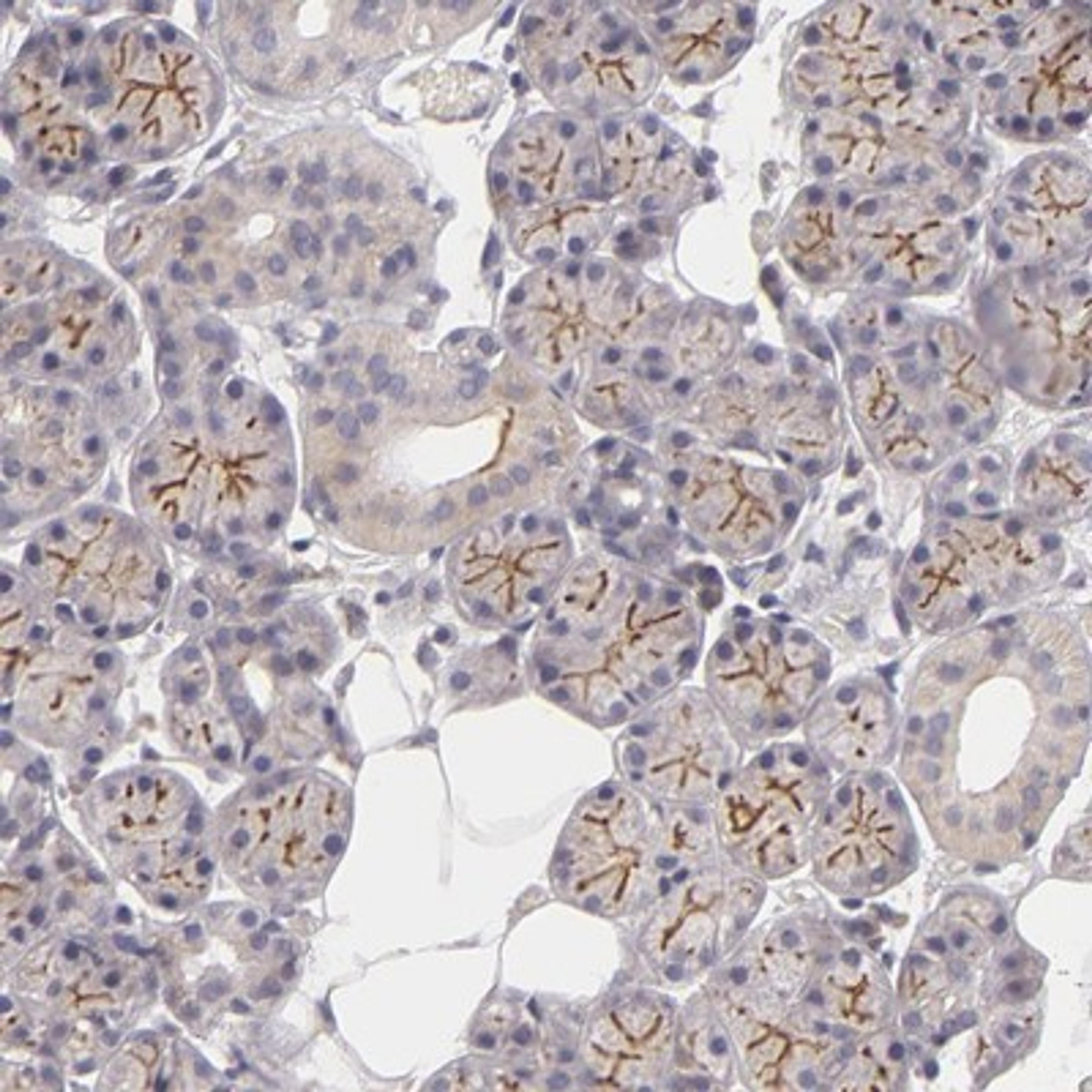 Immunohistochemistry-Paraffin: PMCA3 Antibody [NBP1-87259] - Staining of human salivary gland shows moderate membranous positivity in glandular cells.