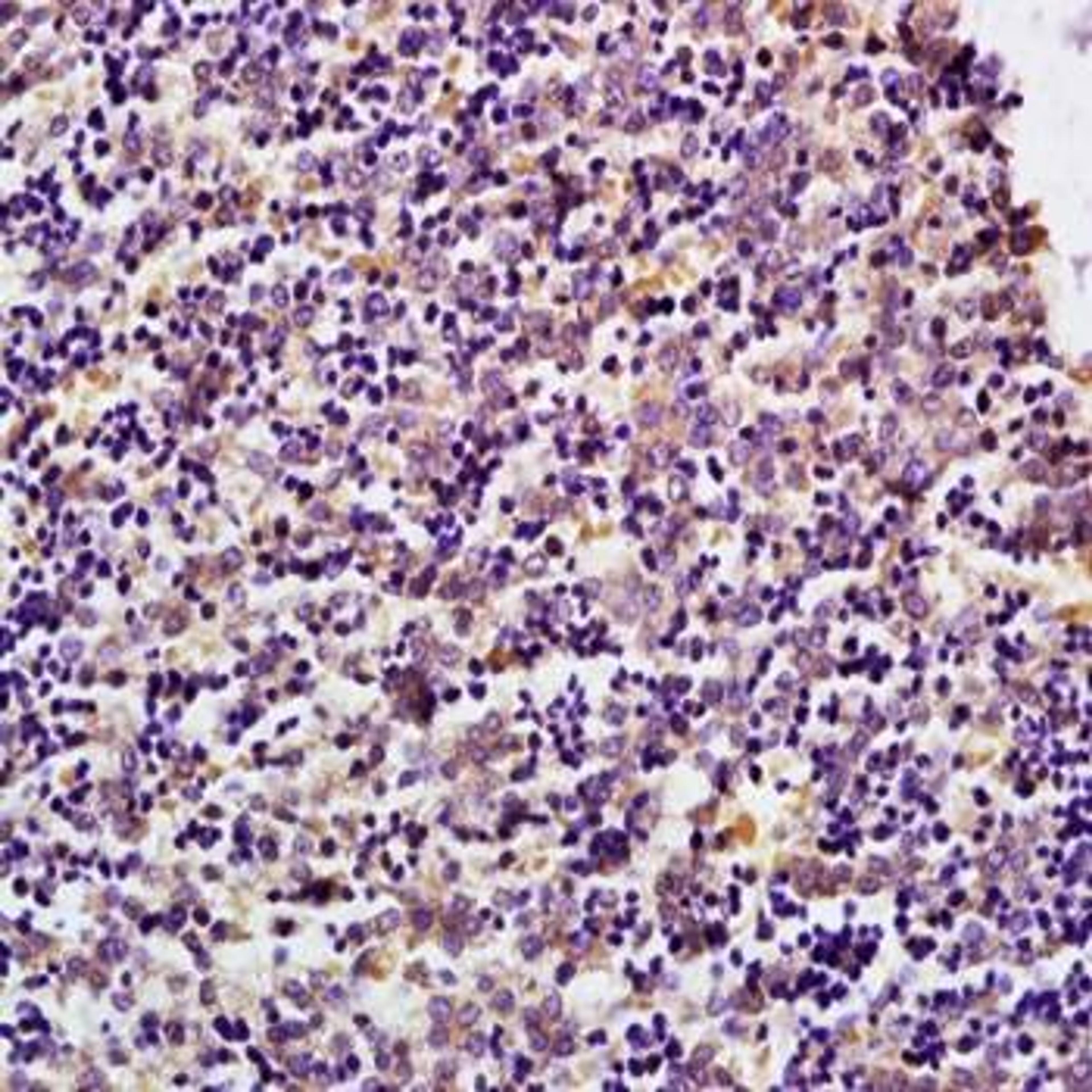 Immunohistochemical analysis of formalin-fixed and paraffin embedded mouse embryo tissue ( dilution at:1:200) using MDH1 antibody