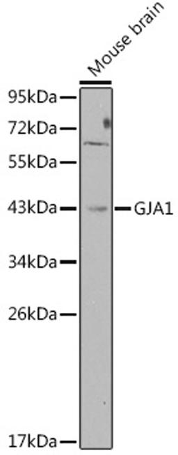 Western blot - GJA1 antibody (A2163)