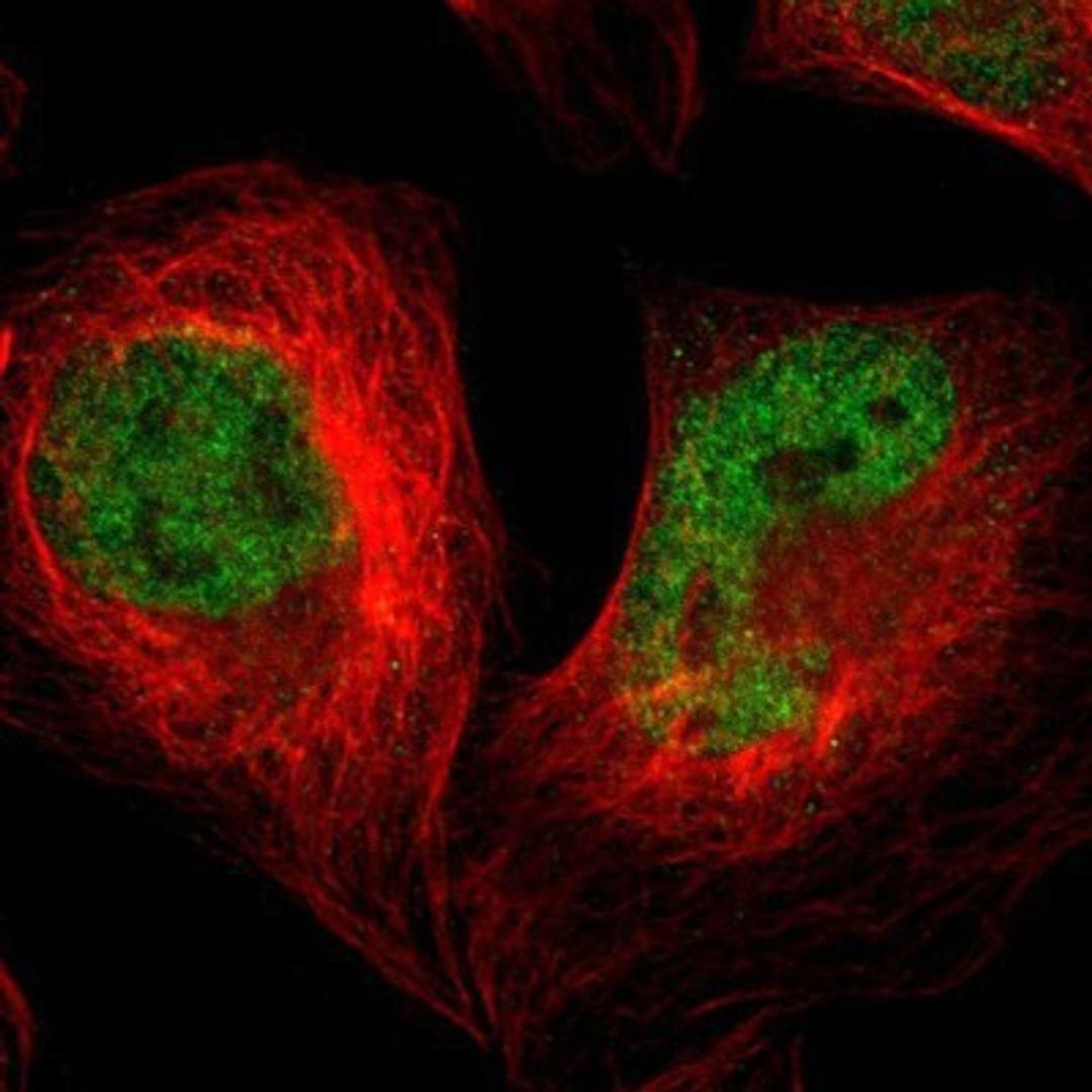 Immunocytochemistry/Immunofluorescence: SAGE1 Antibody [NBP1-84355] - Staining of human cell line U-2 OS shows positivity in nucleus but not nucleoli.