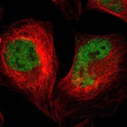 Immunocytochemistry/Immunofluorescence: SAGE1 Antibody [NBP1-84355] - Staining of human cell line U-2 OS shows positivity in nucleus but not nucleoli.