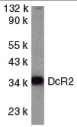 Western blot analysis of DcR2 in HeLa whole cell lysate with DcR2 antibody at 1 μg/mL.