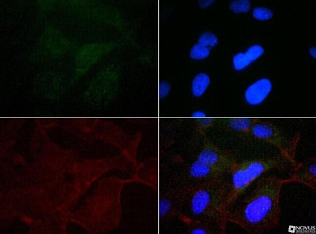 Immunocytochemistry/Immunofluorescence: Calnexin Antibody [NB100-1965] - Antibody was tested at 1:50 in HeLa cells with FITC (green). Nuclei and actin were counterstained with DAPI (blue) and Phalloidin (red).