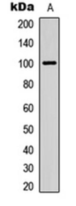 Western blot analysis of HEK293T (Lane 1) whole cell lysates using ITIH3 antibody