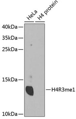 Western blot - MonoMethyl-Histone H4-R3 antibody (A3158)