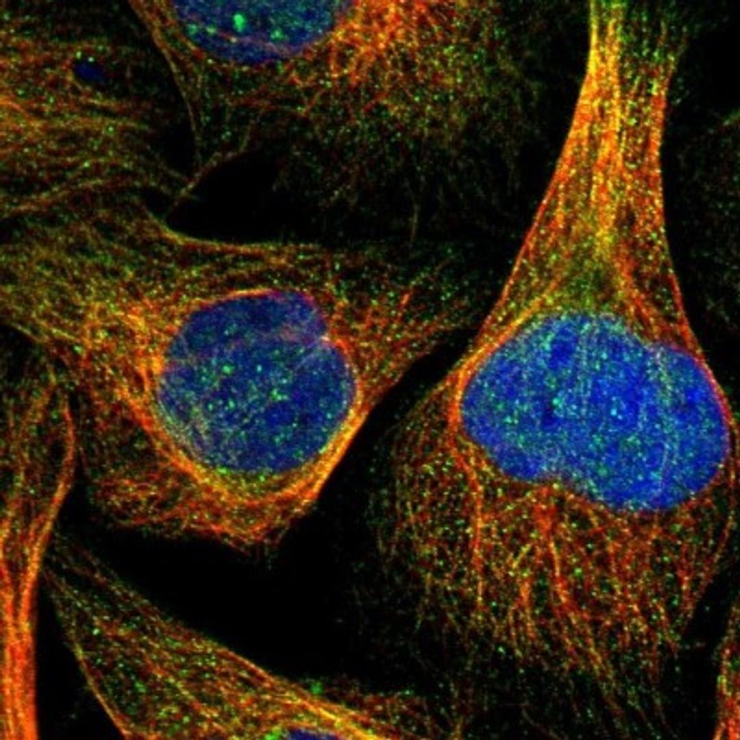 Immunocytochemistry/Immunofluorescence: RNF141 Antibody [NBP1-80603] - Immunofluorescent staining of human cell line U-2 OS shows positivity in nucleus but not nucleoli & cytoskeleton (microtubules).