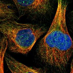 Immunocytochemistry/Immunofluorescence: RNF141 Antibody [NBP1-80603] - Immunofluorescent staining of human cell line U-2 OS shows positivity in nucleus but not nucleoli & cytoskeleton (microtubules).