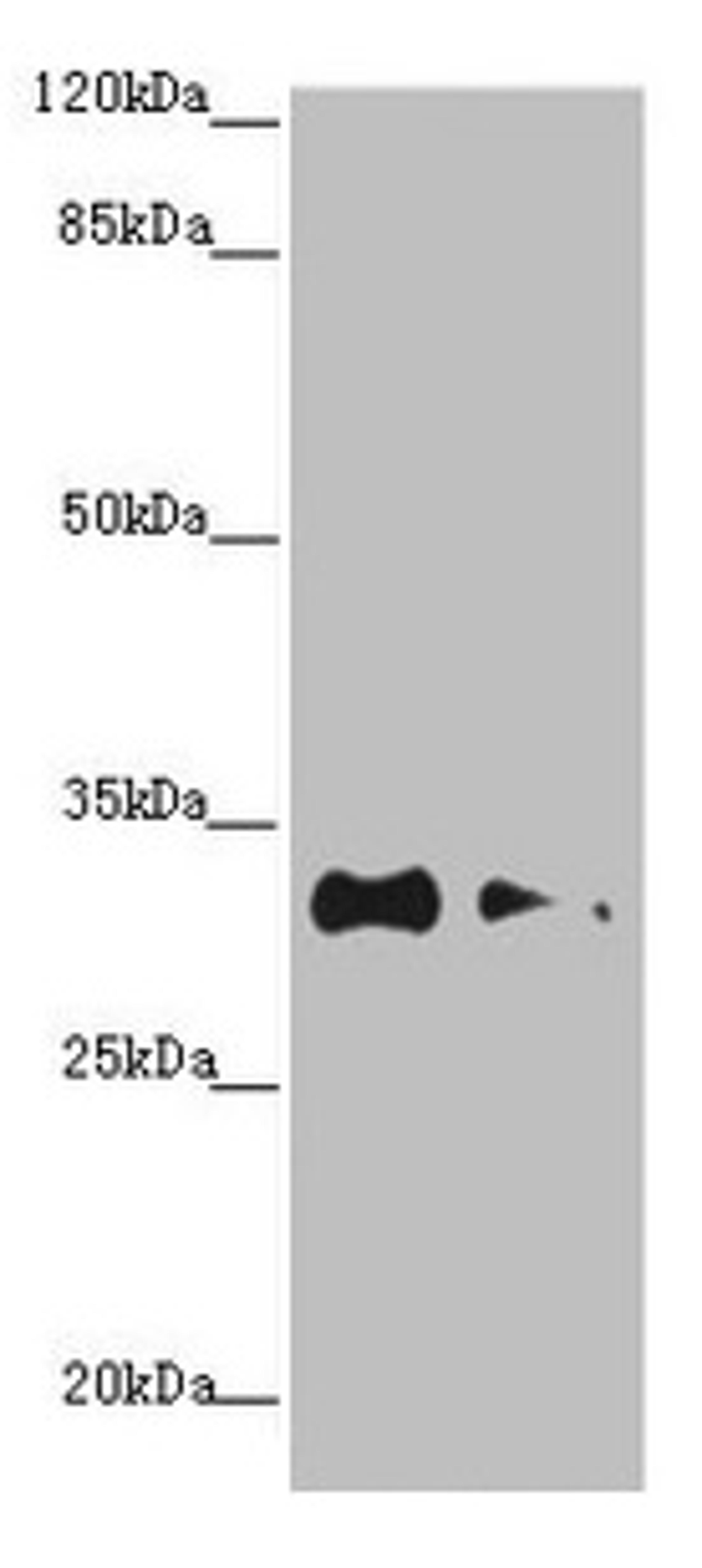 Western blot. All lanes: CNPY3 antibody at 1.2µg/ml. Lane 1: HepG2 whole cell lysate. Lane 2: MCF-7 whole cell lysate. Secondary. Goat polyclonal to rabbit IgG at 1/10000 dilution. Predicted band size: 31, 6 kDa. Observed band size: 31 kDa