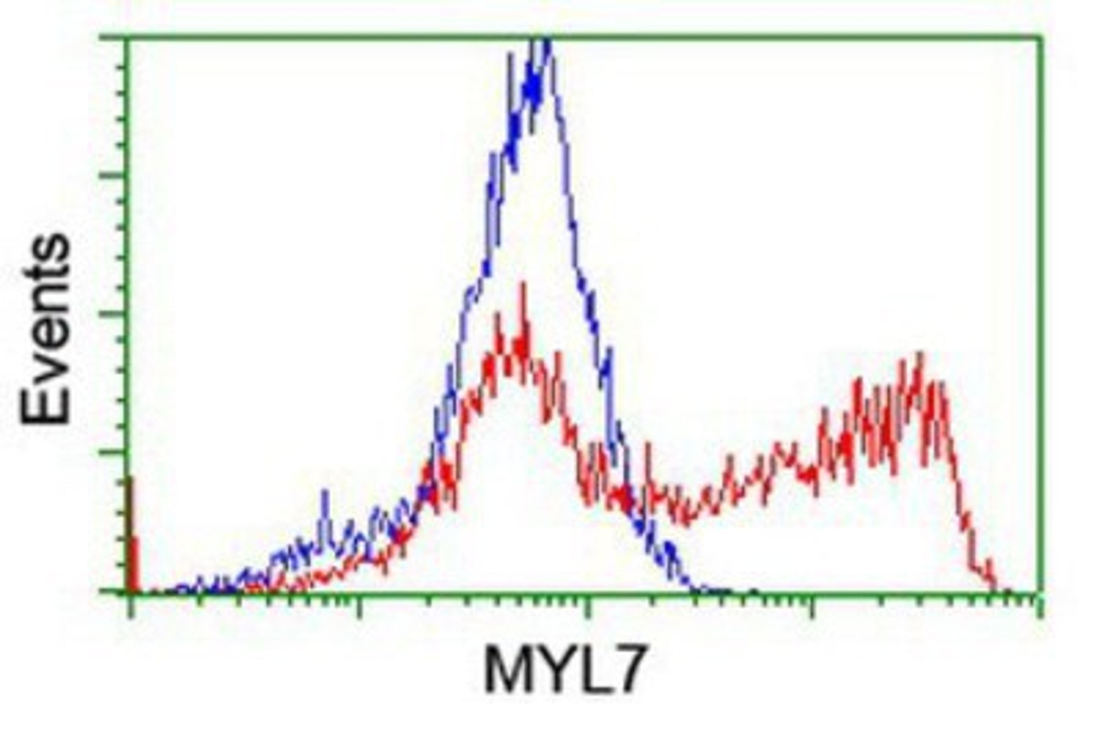 Flow Cytometry: MYL7 Antibody (4E7) [NBP2-03891] - HEK293T cells transfected with either overexpression plasmid (Red) or empty vector control plasmid (Blue) were immunostained by anti-MYL7 antibody, and then analyzed by flow cytometry.