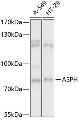 Western blot - ASPH antibody (A13153)