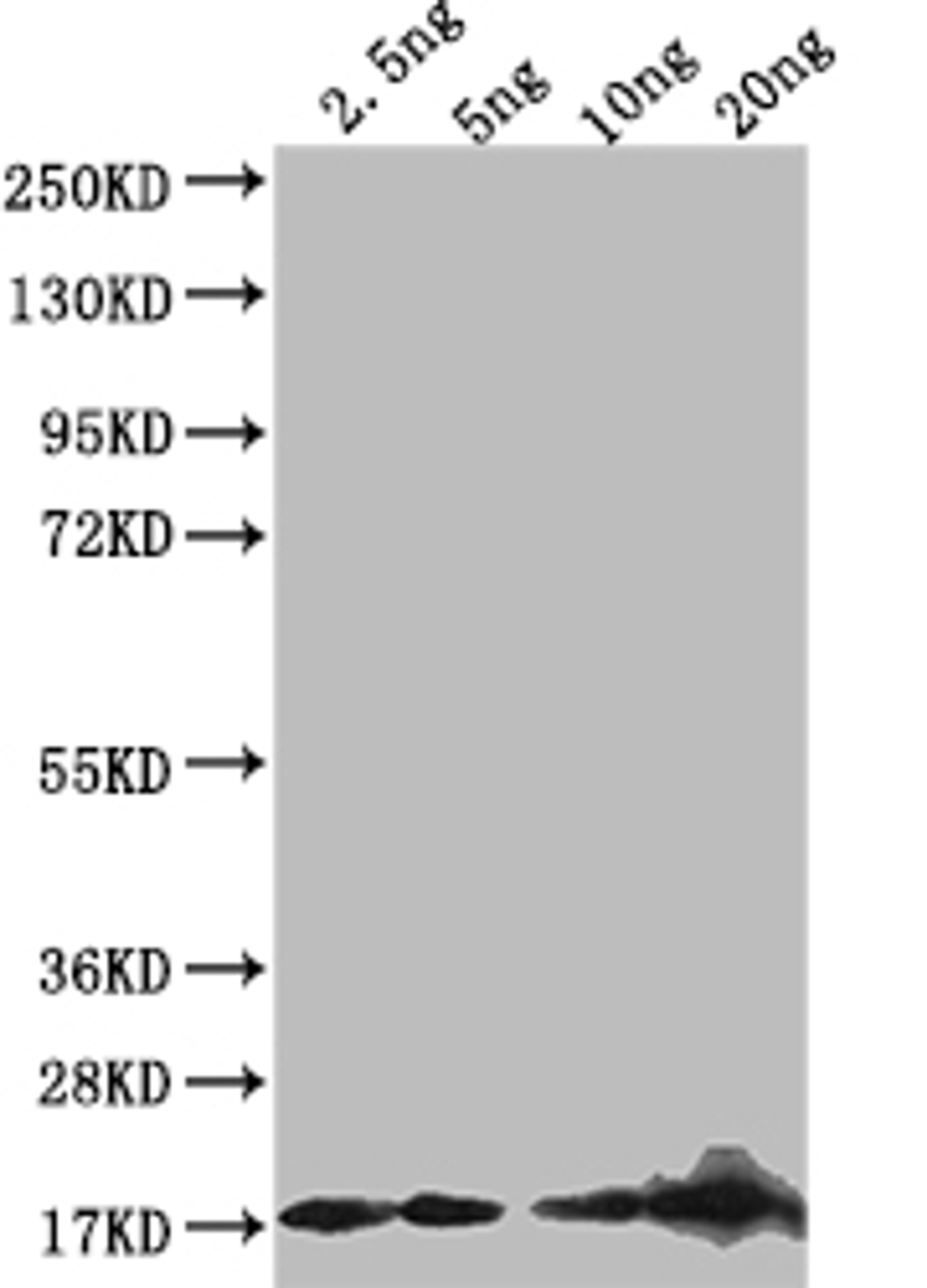 Western Blot. Positive WB detected in: recombinant protein. All lanes: D Antibody at 1:1000. Secondary. Goat polyclonal to rabbit IgG at 1/50000 dilution. Predicted band size: 17 kDa. Observed band size: 17 kDa.