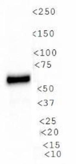 Western Blot: PDZK1 Antibody [NB400-149] - WB analysis of PDZK1 in fetal  human liver lysate.