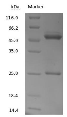 Eribulin antibody on SDS-PAGE under reducing (R) condition. The purity of the protein is greater than 95%.