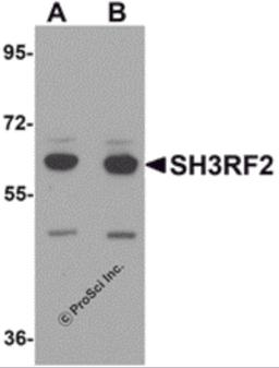 Western blot analysis of SH3RF2 in 3T3 cell lysate with SH3RF2 antibody at (A) 1 and (B) 2 μg/mL.