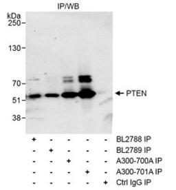 Detection of human PTEN by western blot of immunoprecipitates.