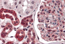 Immunohistochemistry of ZNF521 in human kidney tissue with ZNF521 antibody at 5 &#956;g/mL.