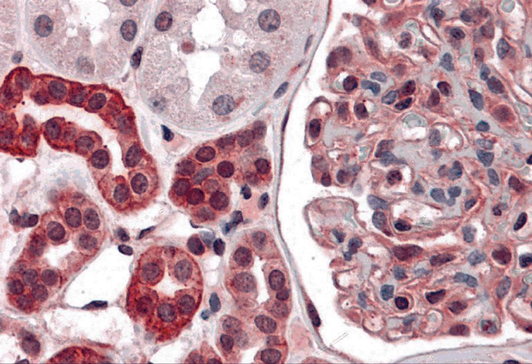 Immunohistochemistry of ZNF521 in human kidney tissue with ZNF521 antibody at 5 μg/mL.