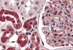 Immunohistochemistry of ZNF521 in human kidney tissue with ZNF521 antibody at 5 μg/mL.