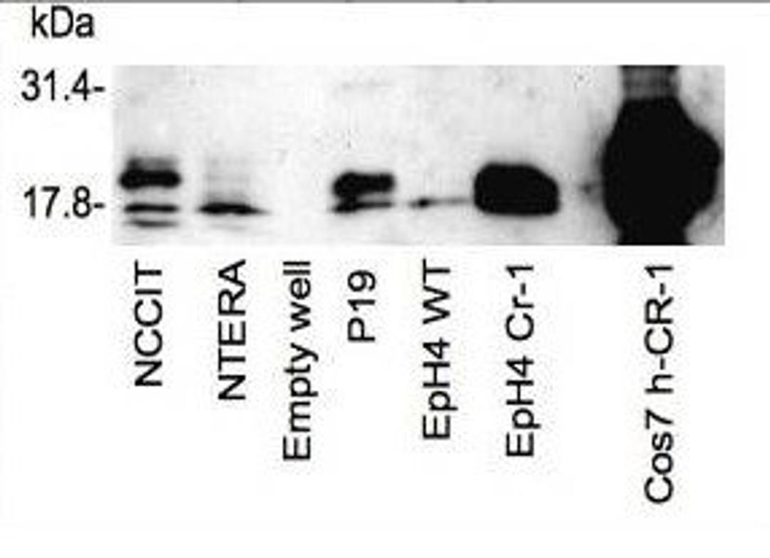 Western blot analysis of mouse P19 embryonal carcinoma cells and human NCCIT testicular embryonal carcinoma cells using Cripto-1 TDGF1 antibody