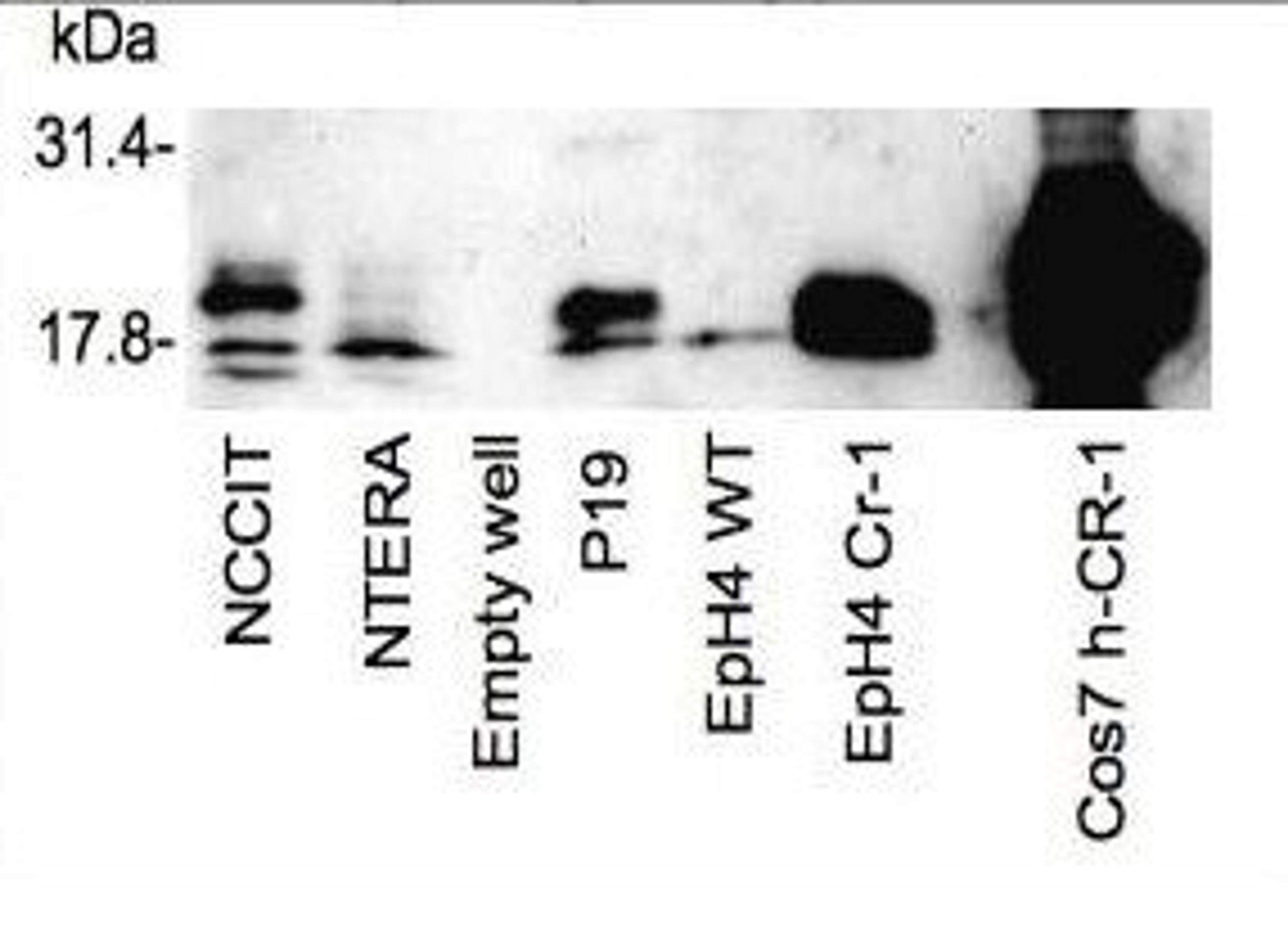 Western blot analysis of mouse P19 embryonal carcinoma cells and human NCCIT testicular embryonal carcinoma cells using Cripto-1 TDGF1 antibody