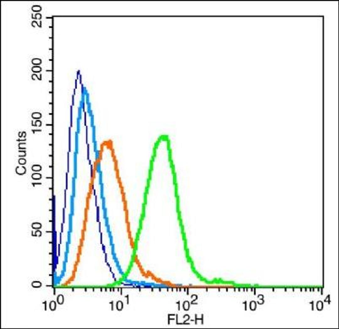 Flow cytometric analysis of (mo) Nephrocyte Cell using GGT1 antibody.