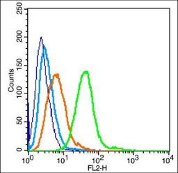 Flow cytometric analysis of (mo) Nephrocyte Cell using GGT1 antibody.