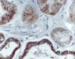 Immunohistochemistry-Paraffin: Bik Antibody [NB100-56109] - Formalin-fixed, paraffin-embedded tissue section of human kidney stained for Bik expression using this antibody at 1:2000. A high level of Bik signal was seen in the distal collecting tubules, the glomeruli are primarily negative.  Hematoxylin-eosin counterstain.