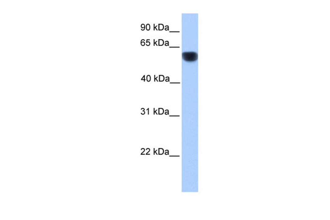 Antibody used in WB on Human Heart at 0.2-1 ug/ml.