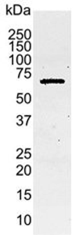 Western blot analysis of C6 rat glioma whole cell lysate