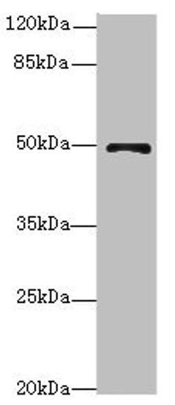 Western blot. All lanes: EIF3Fantibody at 4.31ug/ml + Mouse heart tissue. Secondary. Goat polyclonal to rabbit IgG at 1/10000 dilution. Predicted band size: 38 kDa. Observed band size: 38 kDa. 