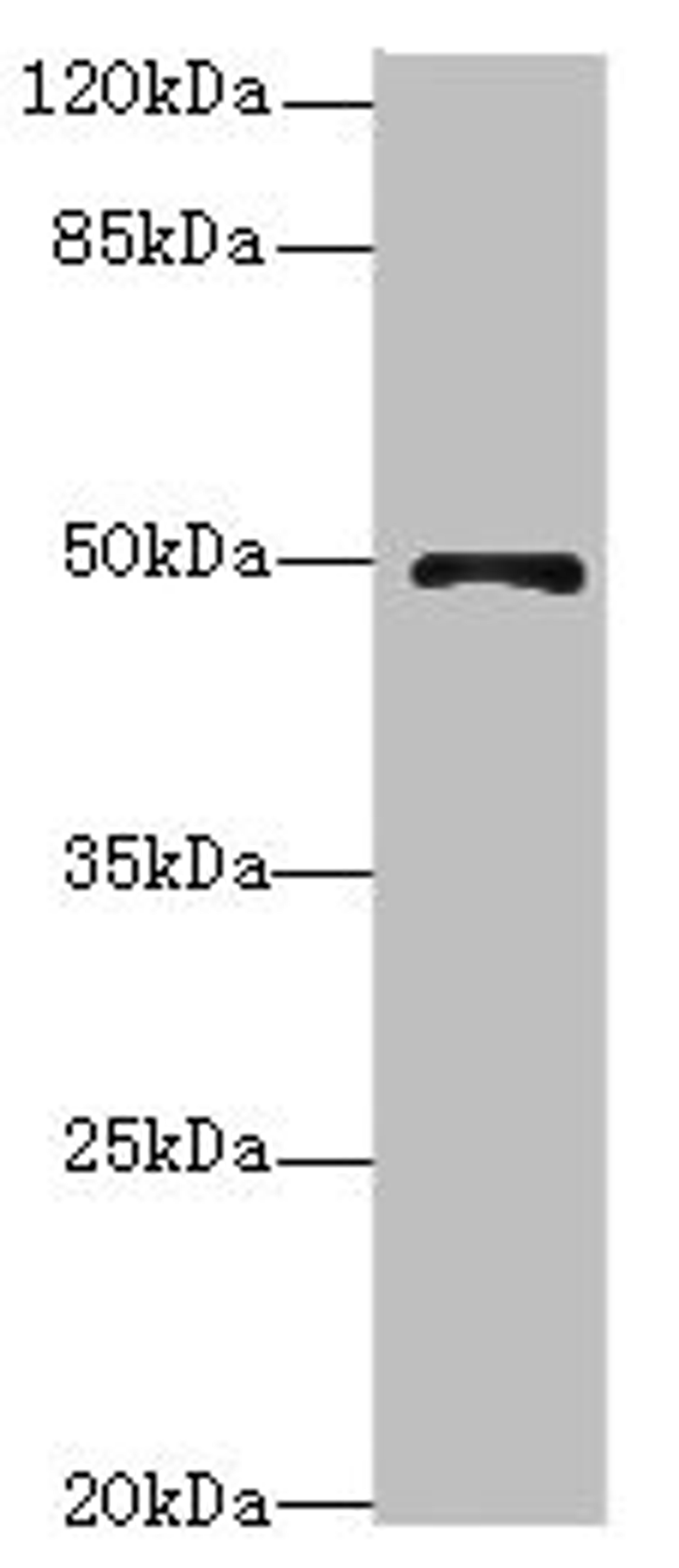 Western blot. All lanes: EIF3Fantibody at 4.31ug/ml + Mouse heart tissue. Secondary. Goat polyclonal to rabbit IgG at 1/10000 dilution. Predicted band size: 38 kDa. Observed band size: 38 kDa. 