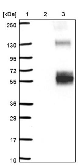 Western Blot: HS6ST1 Antibody [NBP1-92010] - Lane 1: Marker [kDa] 250, 130, 95, 72, 55, 36, 28, 17, 10<br/>Lane 2: Negative control (vector only transfected HEK293T lysate)<br/>Lane 3: Over-expression lysate (Co-expressed with a C-terminal myc-DDK tag (~3.1 kDa) in mammalian HEK293T cells, LY417741)