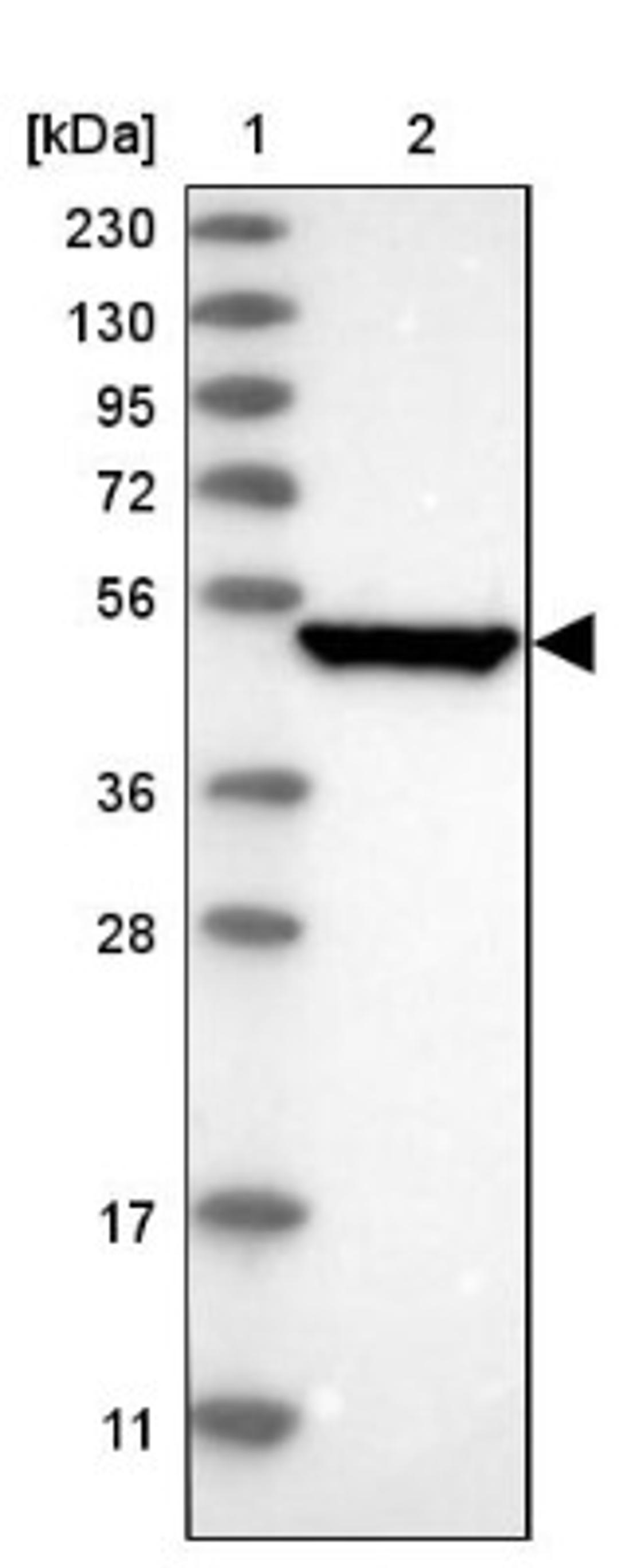 Western Blot: SerpinB7 Antibody [NBP1-82782] - Lane 1: Marker [kDa] 230, 130, 95, 72, 56, 36, 28, 17, 11<br/>Lane 2: Human cell line RT-4