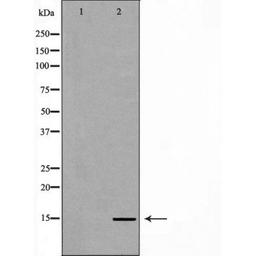 Western blot analysis of HeLa cell line and H3 protein expressed in E.coli using Histone H3R26me1 antibody