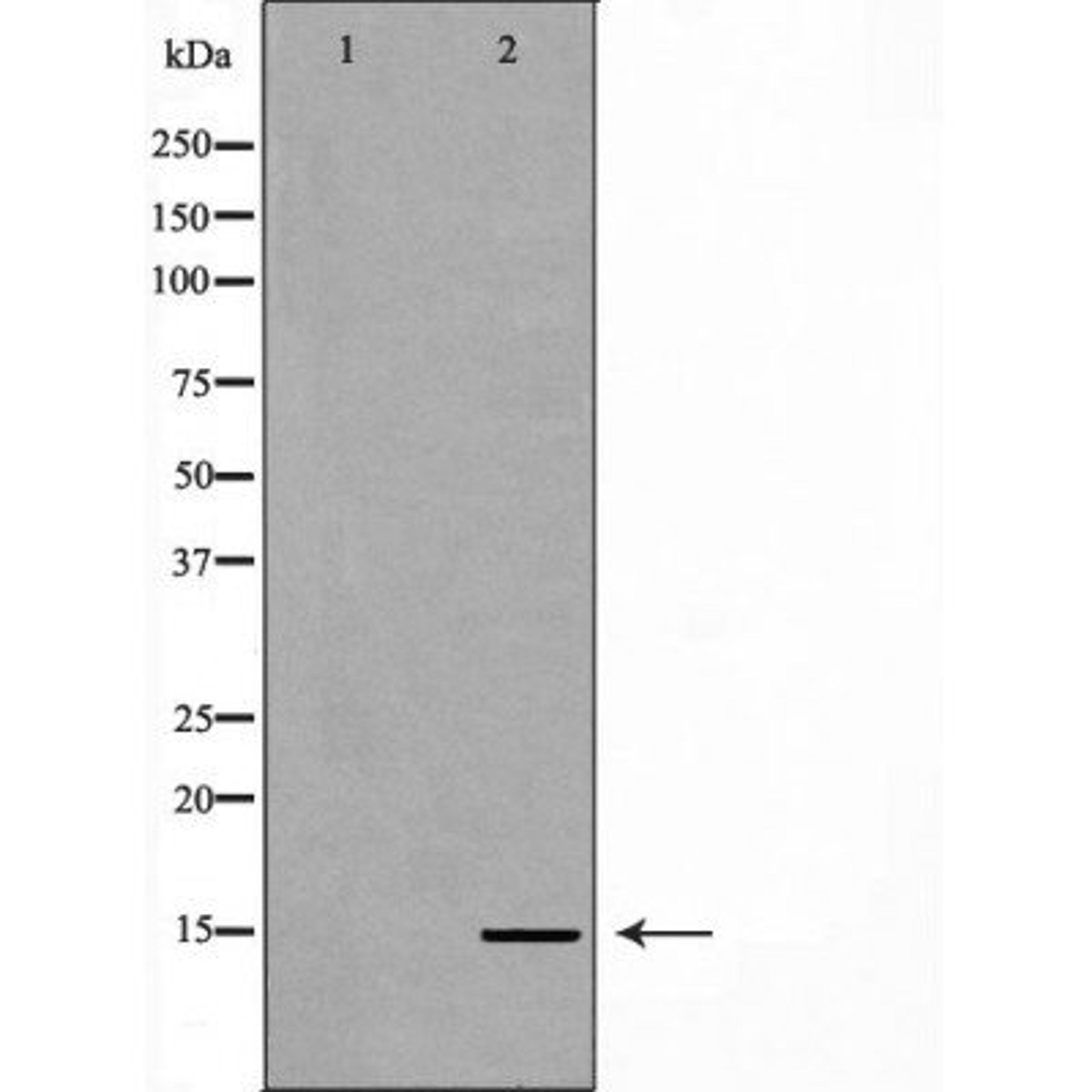 Western blot analysis of HeLa cell line and H3 protein expressed in E.coli using Histone H3R26me1 antibody