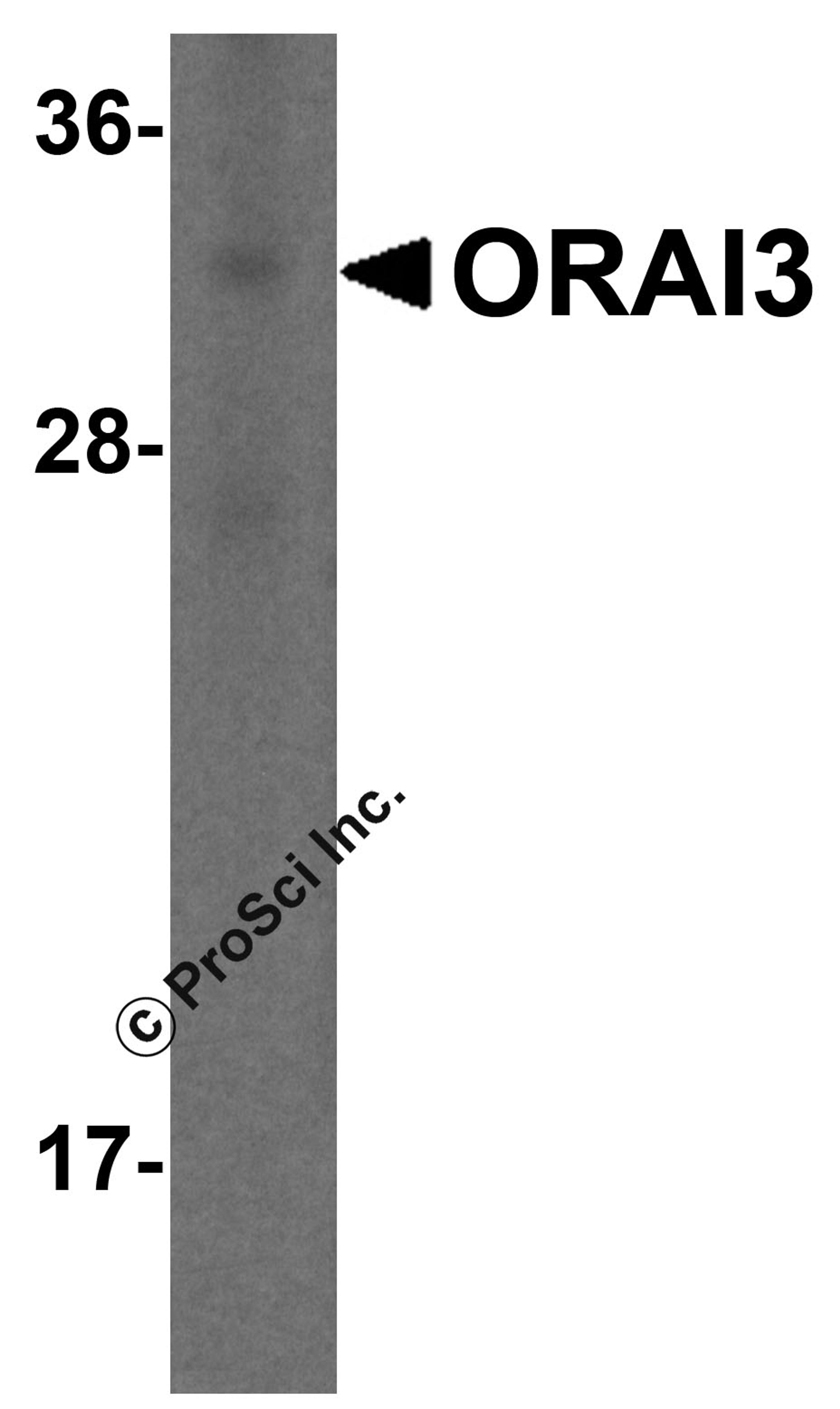 Western blot analysis of ORAI3 in rat spleen lysate with ORAI3 antibody at 1 μg/mL.