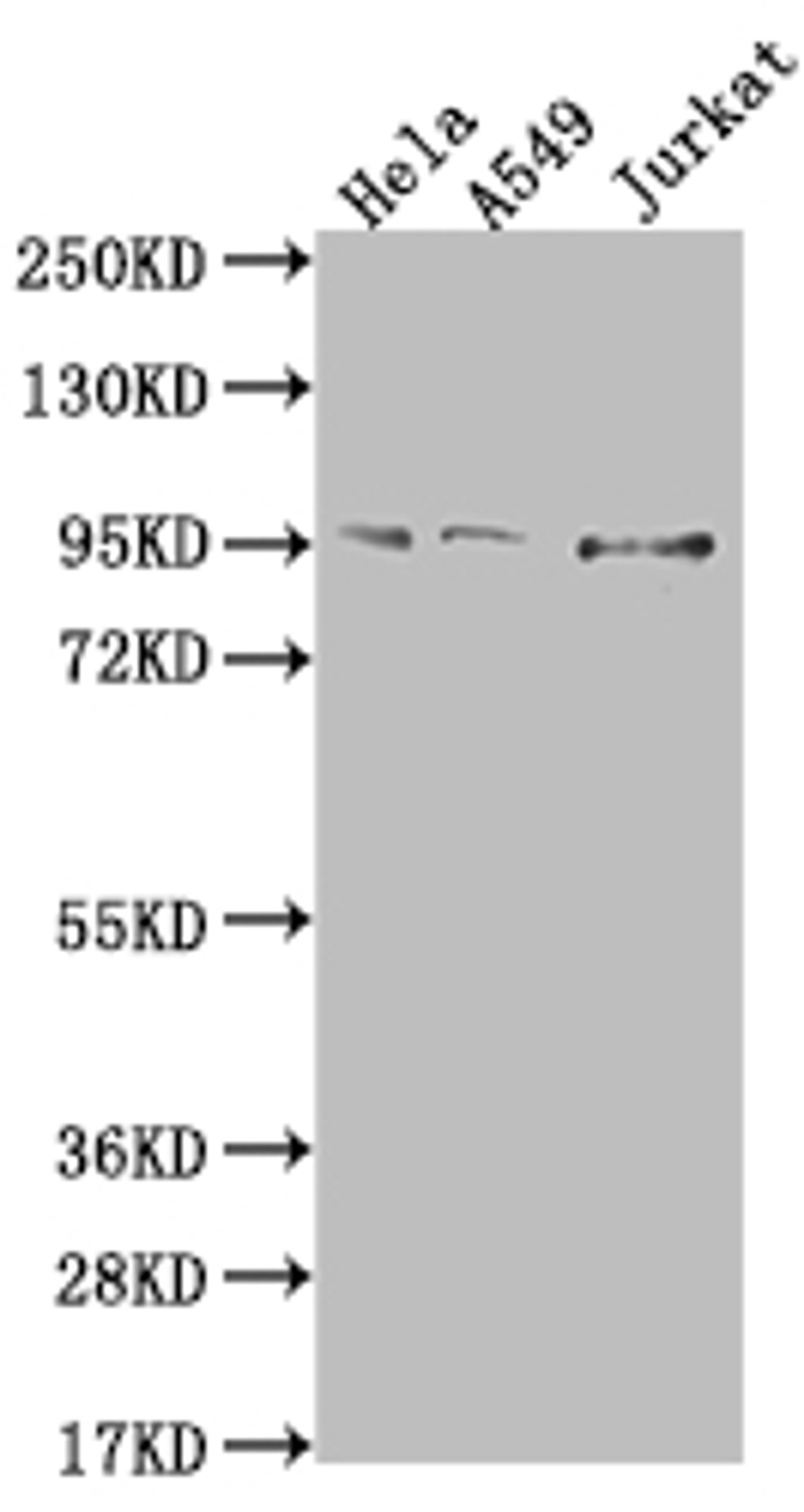 Western Blot. Positive WB detected in: Hela whole cell lysate, A549 whole cell lysate, Jurkat whole cell lysate. All lanes: CARS antibody at 1:500. Secondary. Goat polyclonal to rabbit IgG at 1/50000 dilution. Predicted band size: 86, 83, 95 kDa. Observed band size: 95 kDa.