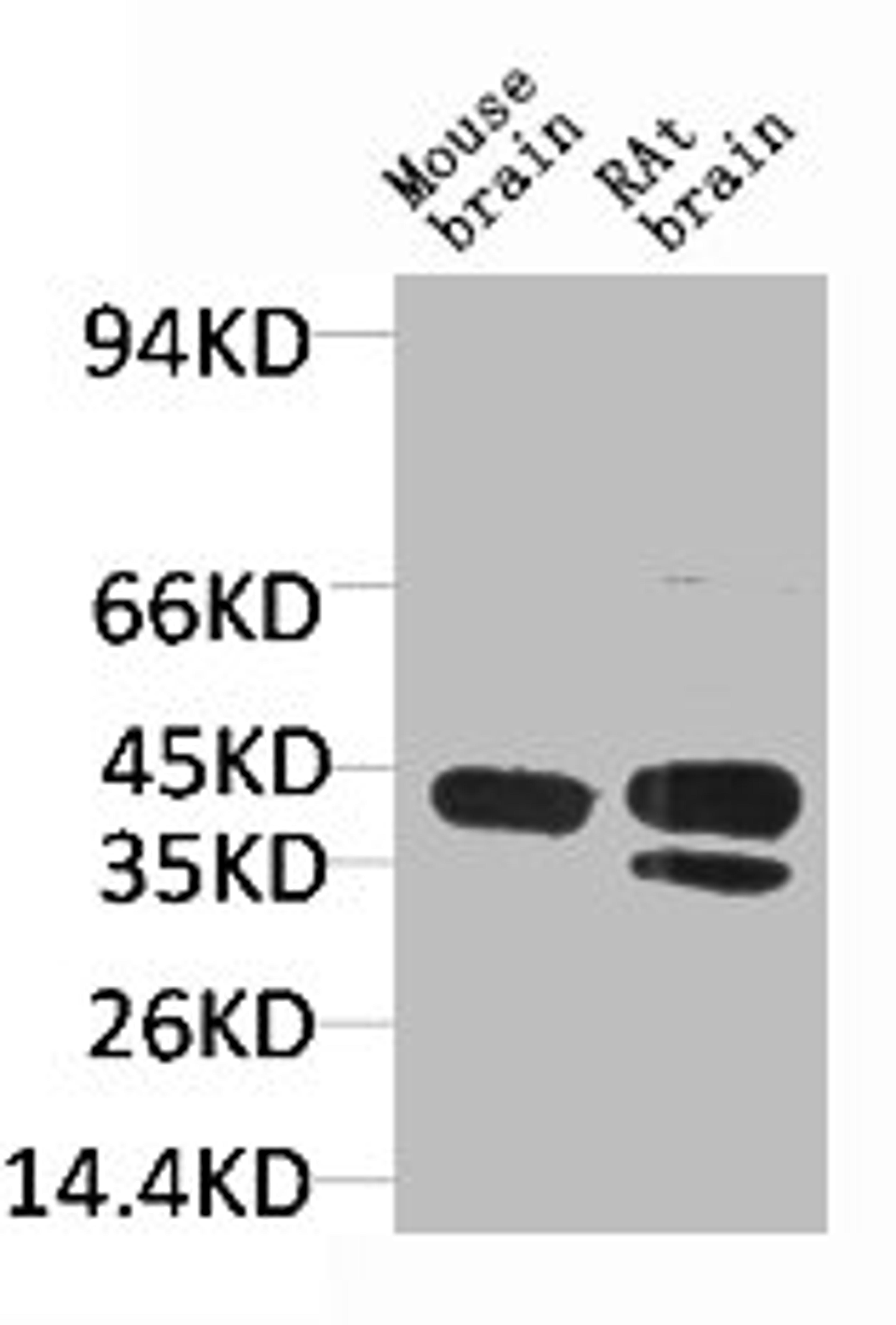 Western blot analysis of 1) Mouse BrainTissue, 2)Rat Brain Tissue with KCNK9 Rabbit pAb diluted at 1:2,000.