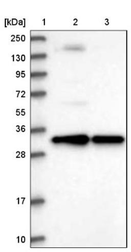 Western Blot: Syntaxin 6 Antibody [NBP2-38417] - Lane 1: Marker [kDa] 250, 130, 95, 72, 55, 36, 28, 17, 10<br/>Lane 2: RT-4<br/>Lane 3: U-251 MG