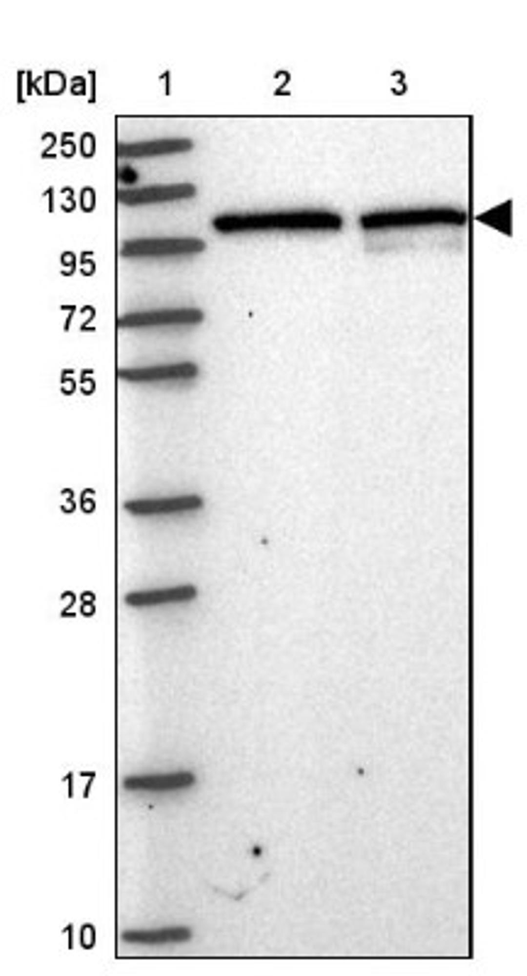 Western Blot: Protocadherin beta 3 Antibody [NBP2-33595] - Lane 1: Marker [kDa] 250, 130, 95, 72, 55, 36, 28, 17, 10<br/>Lane 2: Human cell line RT-4<br/>Lane 3: Human cell line U-251MG sp